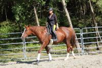 Un'occasione unica per chi vuole lavorare con i cavalli Un'occasione unica per chi vuole lavorare con i cavalli