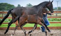 Le origini della Federazione Mondiale degli Allevatori del Cavallo Sportivo