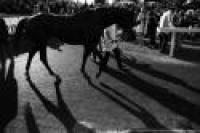 Capannelle, l'albo d'oro recente del Derby Capannelle, l'albo d'oro recente del Derby