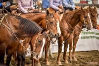 Salone del Cavallo Americano, si alzi il sipario !