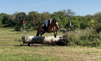 Asvi dal 29 al 31 maggio a Tanca Regia secondo appuntamento col Dressage e il Completo Asvi dal 29 al 31 maggio a Tanca Regia secondo appuntamento col Dressage e il Completo