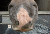 FEI, in vigore il divieto di taglio delle vibrisse ai cavalli FEI, in vigore il divieto di taglio delle vibrisse ai cavalli