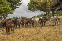 Ambelia, il Cavallo Siciliano, una risorsa genetica importante
