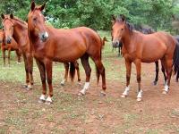 Opinione pubblica inglese e il cavallo sportivo Opinione pubblica inglese e il cavallo sportivo