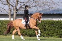 La Truppa e Chablis si qualificano per il Cdi4* Swarovski, La Truppa e Chablis si qualificano per il Cdi4* Swarovski,