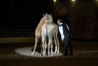 Cavalli Sotto La Torre 2026 , tradizione, arte equestre e nomi internazionali Cavalli Sotto La Torre 2026 , tradizione, arte equestre e nomi internazionali