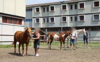 FIERACAVALLI amplia progetto con Carcere di MONTORIO, al via i primi tirocini FIERACAVALLI amplia progetto con Carcere di MONTORIO, al via i primi tirocini