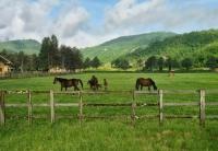 DA VELINO A GIO, DAL GALOPPO AL TROTTO