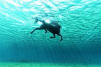 Il cavallo e il mare, un connubio evocatore di antichissime immagini
