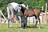Università e Carabinieri a difesa del cavallo Salernitano-Persano Università e Carabinieri a difesa del cavallo Salernitano-Persano