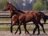 LE SIEPI CERVIA assegnate finali circuito clasico allevatoriale puledri 1 e 2 anni LE SIEPI CERVIA assegnate finali circuito clasico allevatoriale puledri 1 e 2 anni