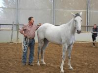 Oristano, convegno sull'Horsemanship