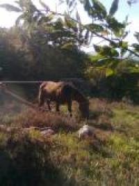 Una cavalla dell'Aveto salvata con l'elicottero