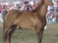 In giugno a Venezia lo show dei cavalli arabi