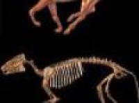 Tutto comincio con l’Eohippus sessanta milioni di anni fa...
