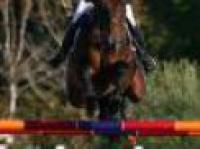 Salti ad Arezzo, il G.P. alla regina d'Europa. Salti ad Arezzo, il G.P. alla regina d'Europa.