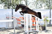 Kairi's Dream miglior cavallo di tre anni nel Premio Regionale Sardo
