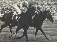 Jockey club, foglie  di autunno, magia di San Siro galoppo e la favola di Stateff che vinse arrivando secondo