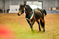 Fieracavalli, protagonista la biodiversità equina