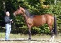 Trotto: la scuderia di Equinox Bi vende tutto Trotto: la scuderia di Equinox Bi vende tutto