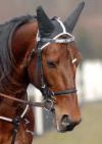 Trotto, Exploit Caf secondo nel Prix de Bretagne