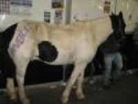 ''Fiera dei cavalli? No, solo un cattivo business''