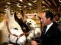 Fieracavalli e Cavallo 2000, contatti a valanga Fieracavalli e Cavallo 2000, contatti a valanga