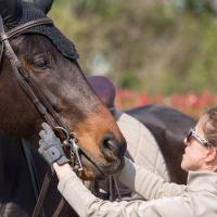 Del corretto uso della briglia!