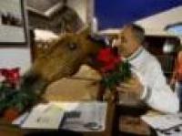 Verona, tutti pazzi per il cavallo d'oro