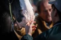 A FIERACAVALLI il cavallo diventa protagonista di crescita, inclusione e rinascita