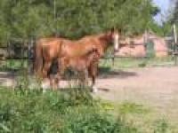 Dagli allevatori sardi lettera aperta a Zaia