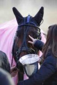 G.P. Allevatori, l'albo d'oro della corsa Filly G.P. Allevatori, l'albo d'oro della corsa Filly