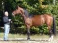 Trotto, Equinox Bi stallone al prezzo di 6.000$