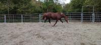 Il cambiamento posturale nella conversione a sella di un ex cavallo da corsa