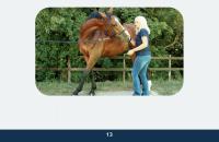 Guida pratica alle tecniche di stretching:   cultura del cavaliere e benessere del cavallo