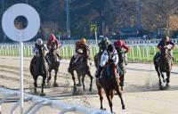 Lunedì a San Siro l'ultima stagionale del galoppo Lunedì a San Siro l'ultima stagionale del galoppo