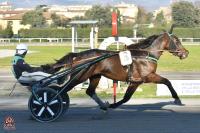 Martedì al Visarno il tradizionale Premio Cupolone per i due anni Martedì al Visarno il tradizionale Premio Cupolone per i due anni