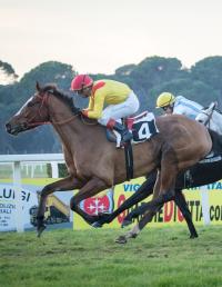 Capodanno a San Rossore con un handicap di discreta categoria Capodanno a San Rossore con un handicap di discreta categoria