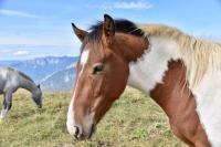 Salvato Solanos, cavallo positivo all'anemia infettiva