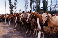 Il ritorno del cavallo nel lavoro agricolo