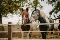 Codice di tutela dei cavalli, le regole da rispettare