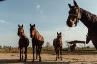 Etologia: perché non esistono i cavalli-standard