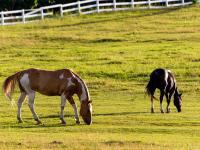 Allevare cavalli un atto socio-culturale che stimola l'indotto