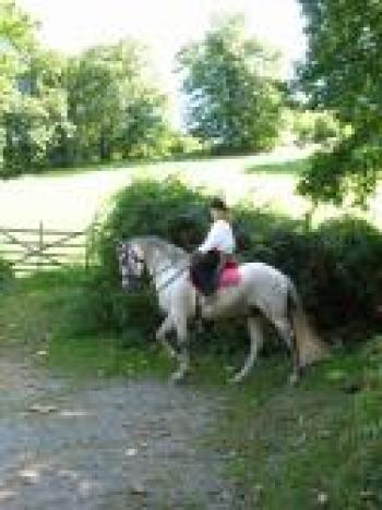 La mia storia con Tordo, cavallo ''sans papier''