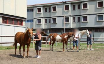 FIERACAVALLI amplia progetto con Carcere di MONTORIO, al via i primi tirocini