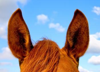 Le orecchie del cavallo, un sistema sofisticato di comunicare