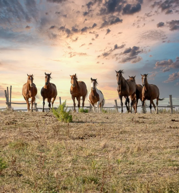 Cronaca di una giornata particolare