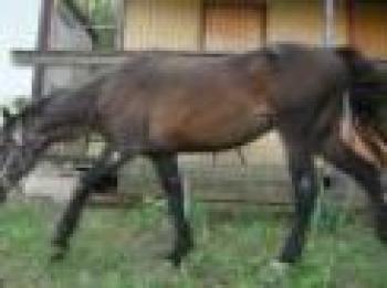 La dolce favola di Tex, piccolo grande cavallo