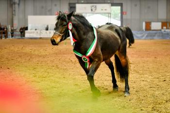 Fieracavalli, protagonista la biodiversità equina