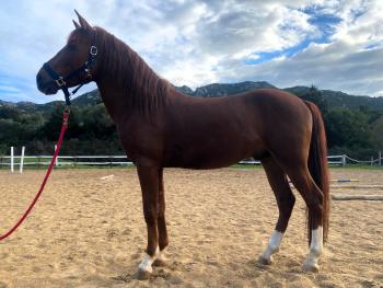 Verona, il Cavallo del Sarcidano a Fieracavalli